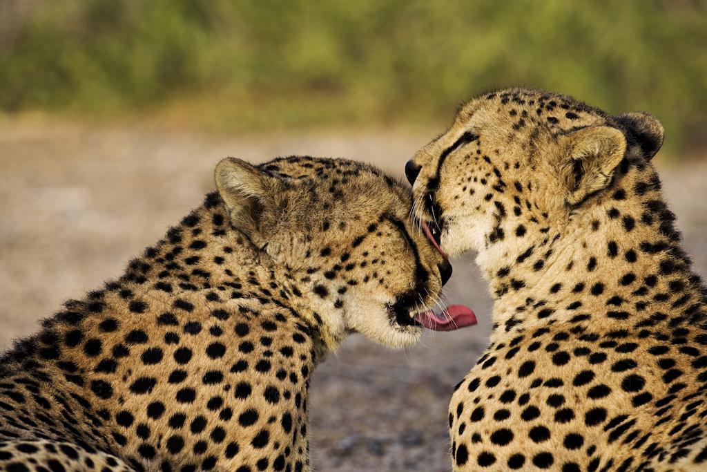 Anantara Sir Bani Yas Island Al Sahel Villas Zahr Eksteriør bilde