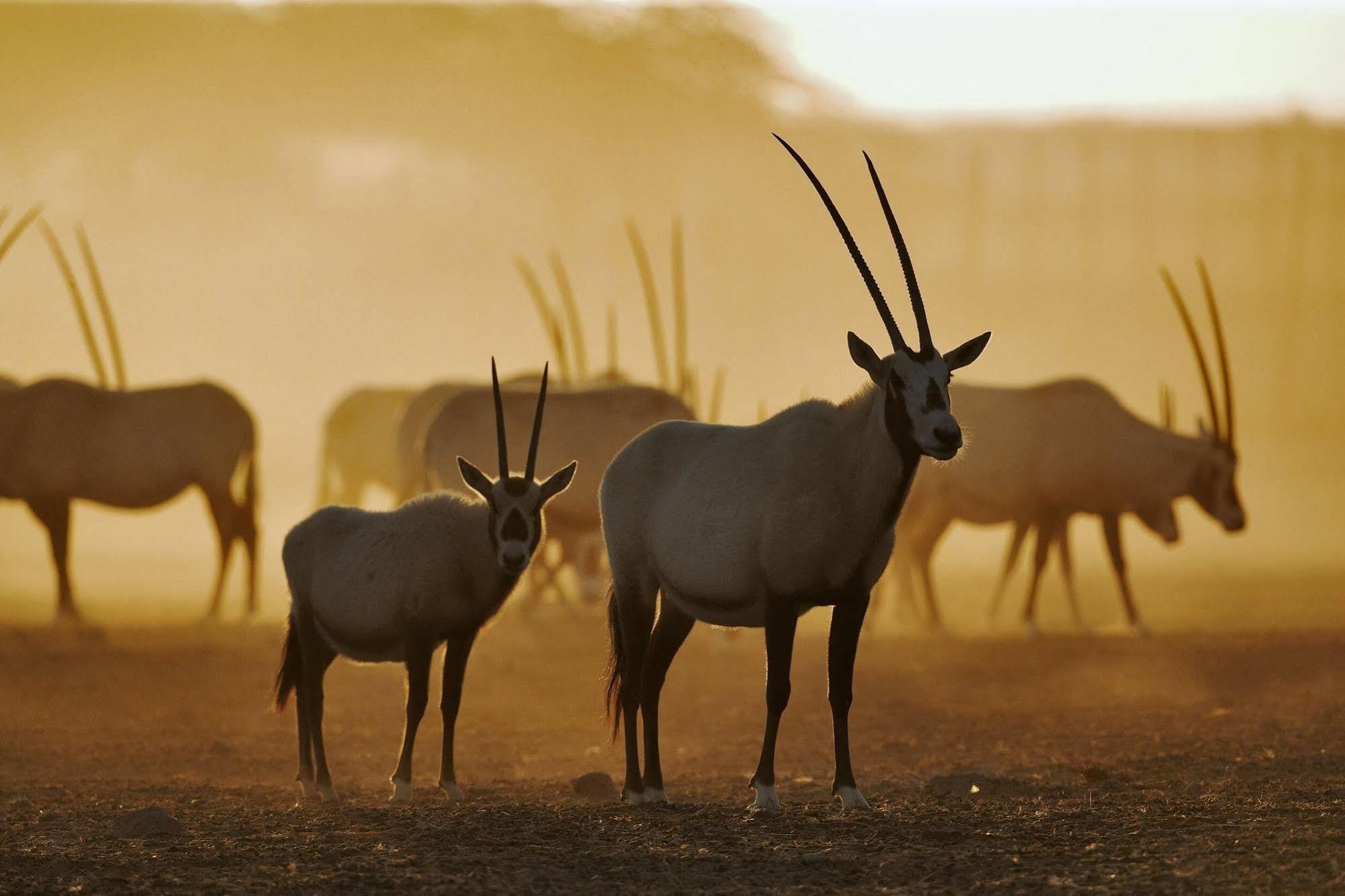 Anantara Sir Bani Yas Island Al Sahel Villas Zahr Eksteriør bilde