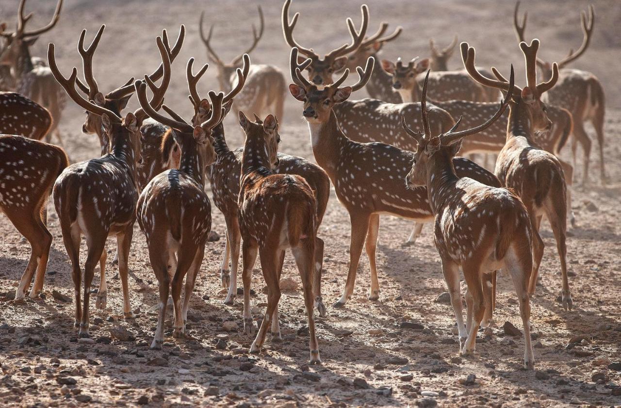 Anantara Sir Bani Yas Island Al Sahel Villas Zahr Eksteriør bilde