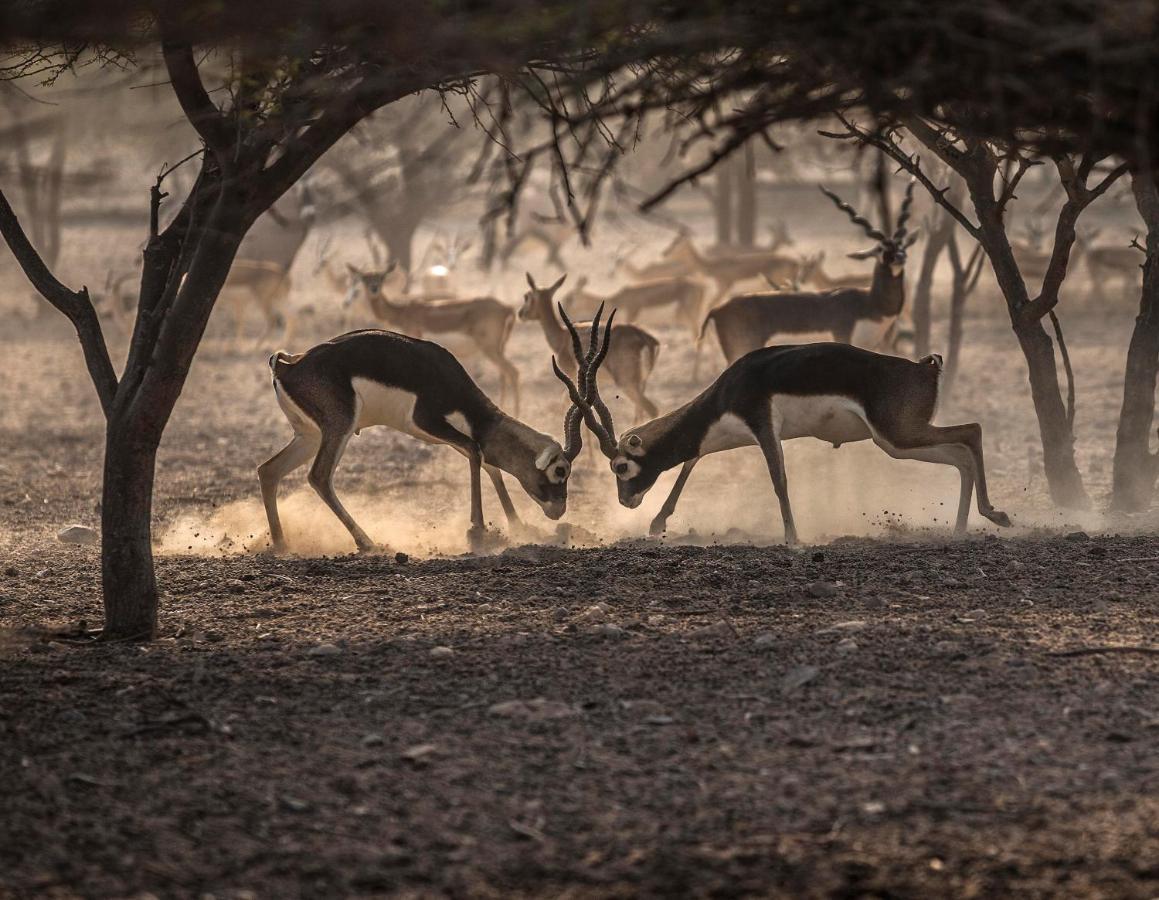 Anantara Sir Bani Yas Island Al Sahel Villas Zahr Eksteriør bilde