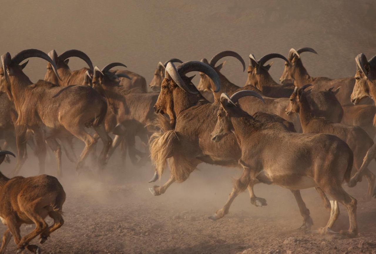 Anantara Sir Bani Yas Island Al Sahel Villas Zahr Eksteriør bilde